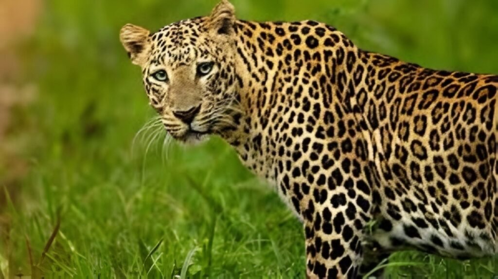 చిరుత సంచారం