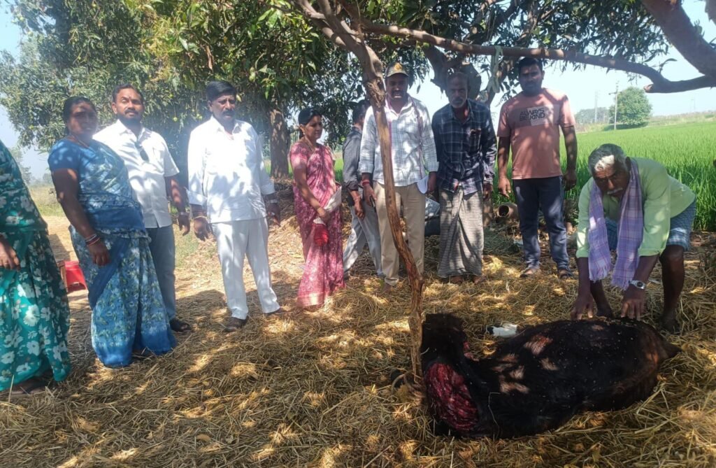 చిగురుమామిడి లో దూడపై హైనా దాడి –