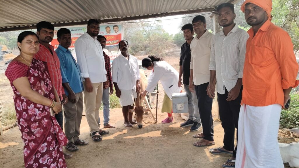 శానబండలో పశువులకు ఉచితంగా గాలికుంటు నివారణ టీకాలు