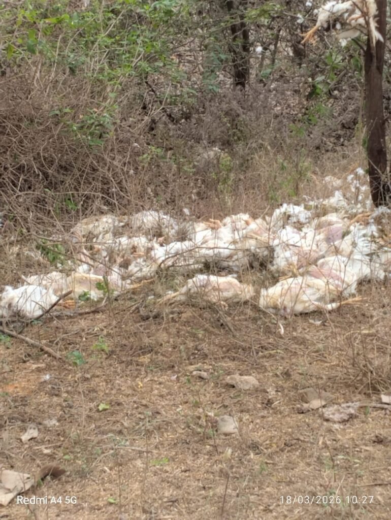 కాకరవాయి-జూపెడ రహదారిపై వందల కోళ్ల డంపింగ్.. ప్రజల్లో ఆందోళన.