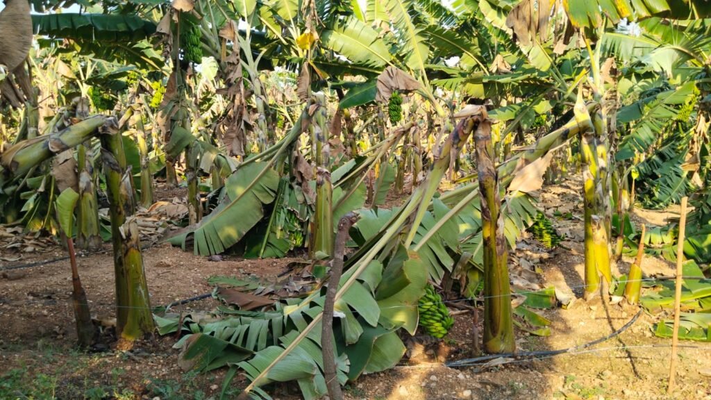 అకాల వర్షం బీభత్సం..నేలకొరిగిన అరటి తోటలు