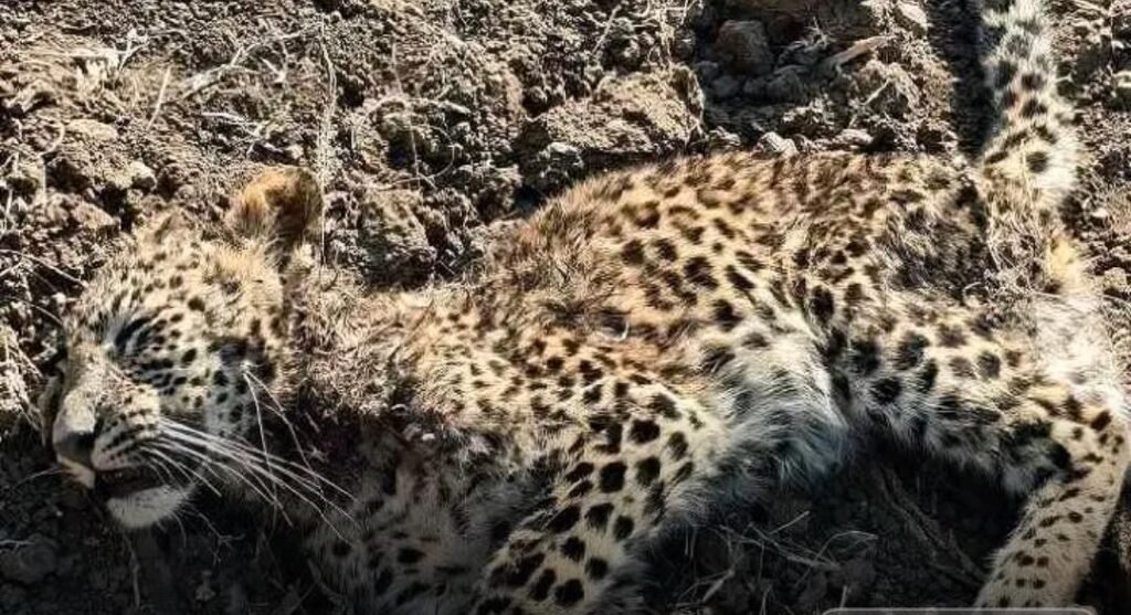 కుక్కల దాడిలో చిరుత పిల్ల మృతి