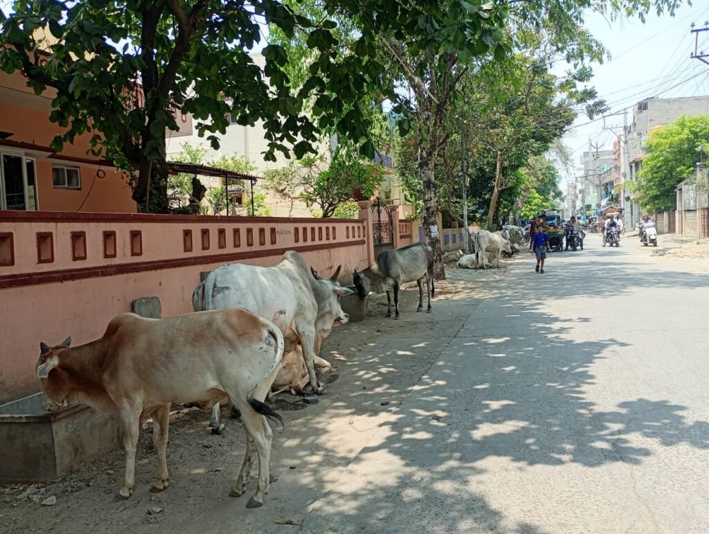 గోమాత.. కానీ నేడు, ఆ తల్లి పరిస్థితి ఎలా ఉందో ఒక్కసారి కళ్ళు తెరిచి చూడండి