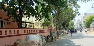 గోమాత.. కానీ నేడు, ఆ తల్లి పరిస్థితి ఎలా ఉందో ఒక్కసారి కళ్ళు తెరిచి చూడండి