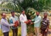 పైడిపల్లిలో ఆయిల్ పామ్ మొదటి గెలల కోత ప్రారంభించిన, ఉద్యానవన అధికారి వంశీ కృష్ణ