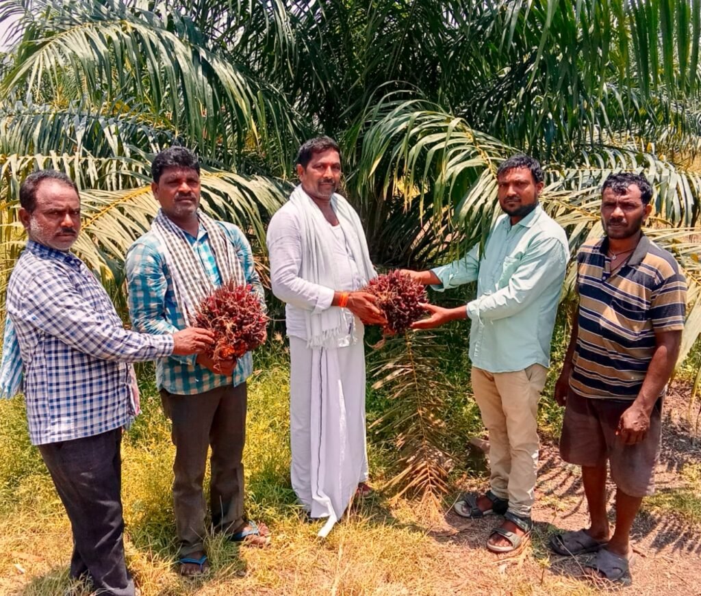 పైడిపల్లిలో ఆయిల్ పామ్ మొదటి గెలల కోత ప్రారంభించిన, ఉద్యానవన అధికారి వంశీ కృష్ణ