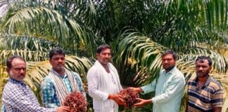 పైడిపల్లిలో ఆయిల్ పామ్ మొదటి గెలల కోత ప్రారంభించిన, ఉద్యానవన అధికారి వంశీ కృష్ణ