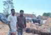 రాజరాంపల్లిలో పిడుగుపాటుకు గేదె మృతి