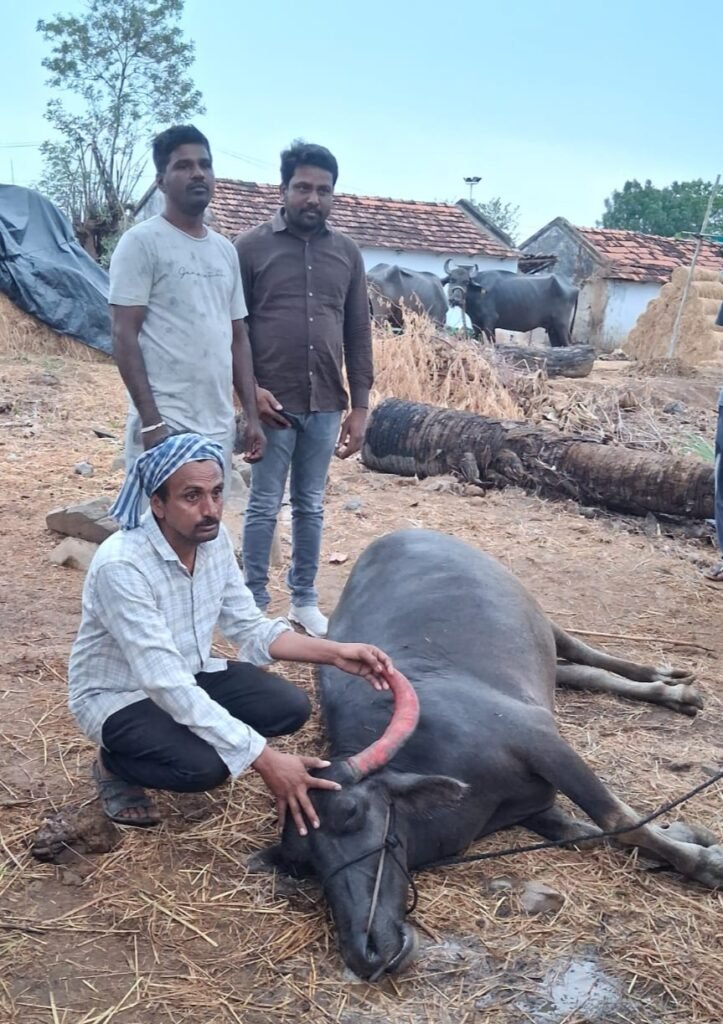 రాజరాంపల్లిలో పిడుగుపాటుకు గేదె మృతి
