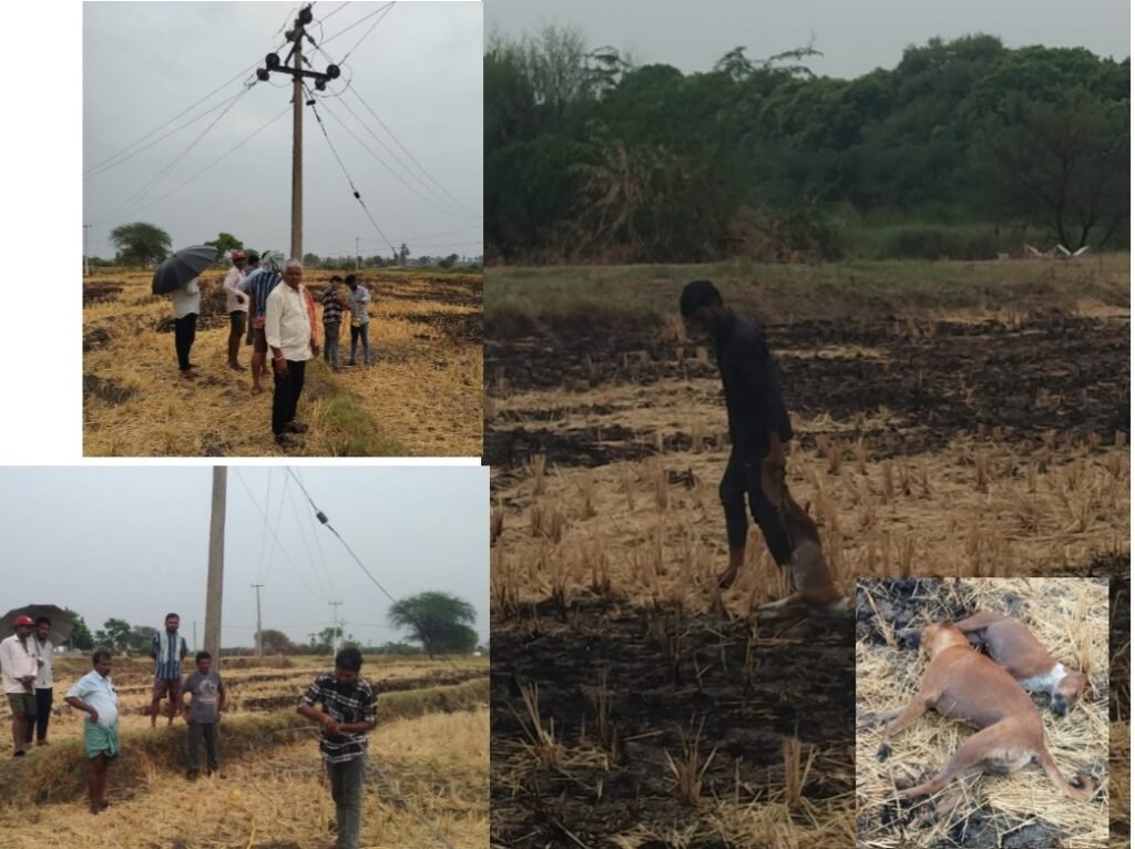 హైటెన్షన్ వైర్ తెగిపడి రెండు కుక్కల మృతి –గ్రామ ప్రజల అప్రమత్తతతో తప్పిన పెను ప్రమాదం