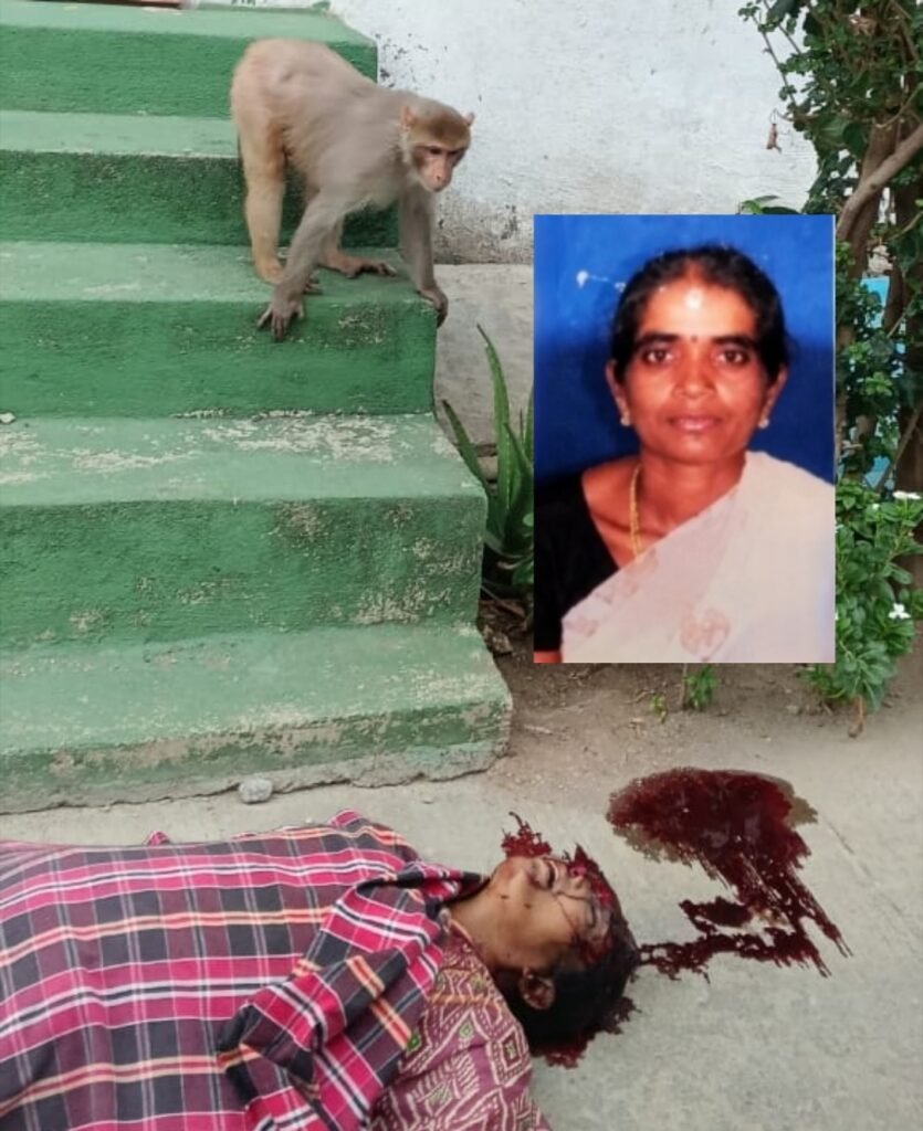 కోతుల కొట్లాట: తలపై ఇటుక పడి మహిళ మృతి