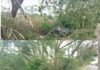తోటపల్లి వద్ద కారు అదుపుతప్పి చెట్టుకు ఢీ– ముగ్గురికి స్వల్ప గాయాలు