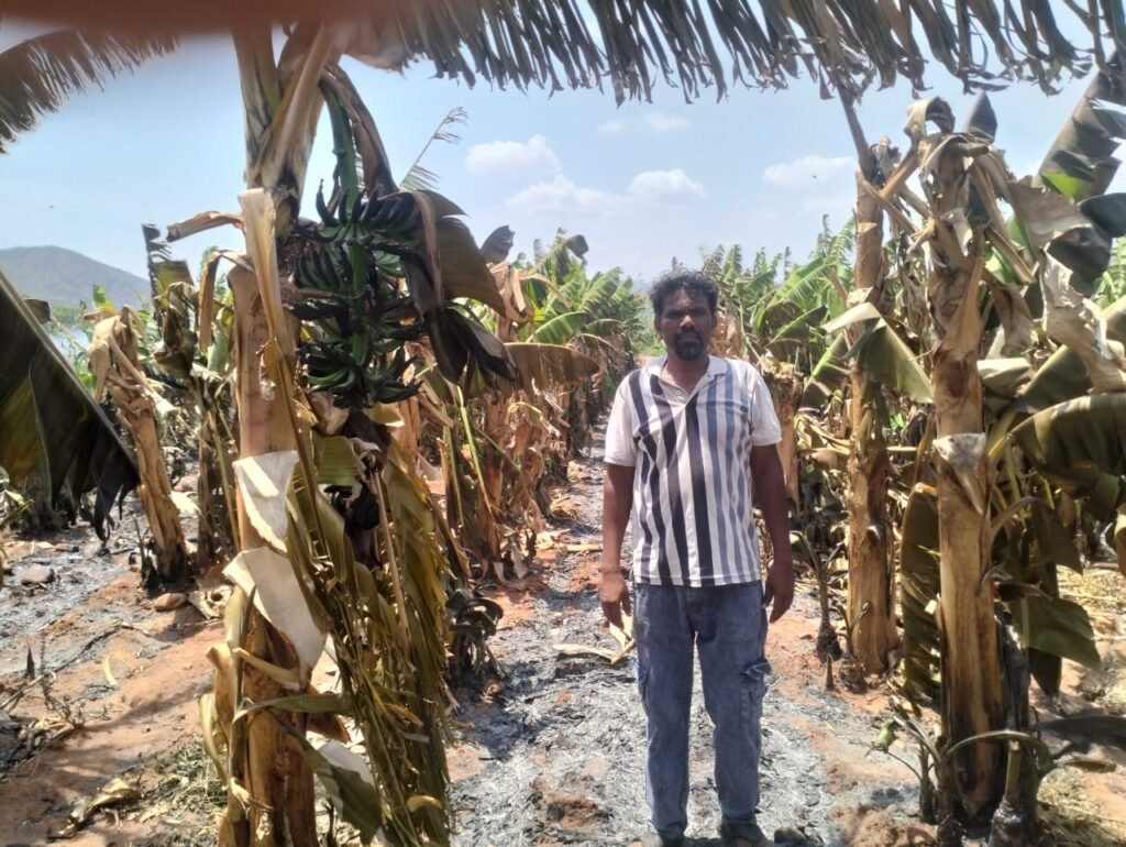 వరికుంట్ల గ్రామంలో అరటి తోటలకు నిప్పు పెట్టిన దుండగుడు – ₹20 లక్షల వరకు నష్టం !