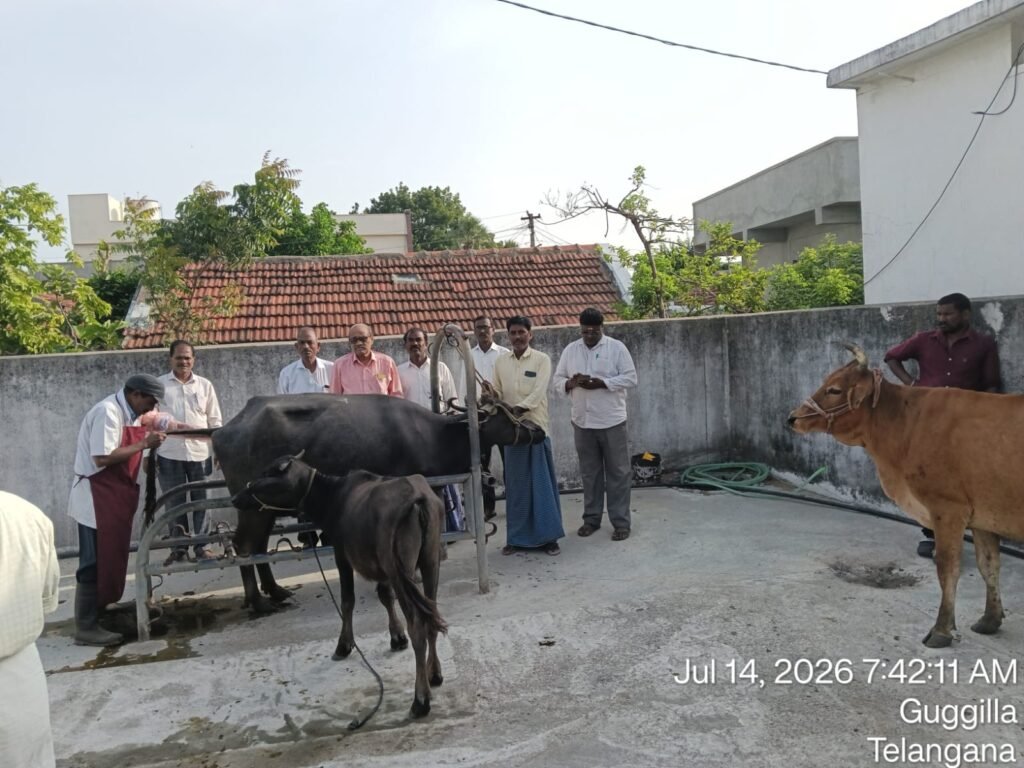 ఘనంగా గాలికుంటు వ్యాధి నిరోధక టీకాల కార్యక్రమం “పశువుల ఆరోగ్య పరిరక్షణకు ప్రతి పాడిరైతు సహకరించాలి” -కరీంనగర్ పాల డైరీ అధ్యక్షులు కేడిక మధుసూదన్ రెడ్డి