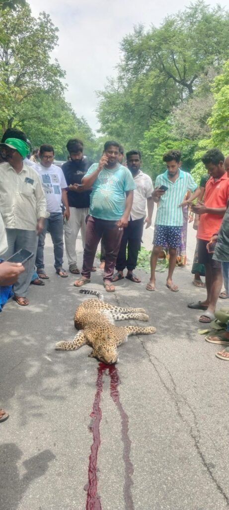 మెదక్ జిల్లాలో రోడ్డు ప్రమాదంలో చిరుతపులి మృతి