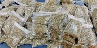 గంజాయి కోరల్లో చిక్కుకుంటున్న యువతరం.