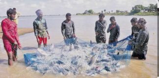 జిల్లా మత్స్య శాఖలో జీవోల లొల్లి