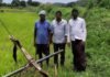మారేడుపల్లిలో విద్యుదాఘాతంతో ఎద్దు మృతి: 50 వేల నష్టం
