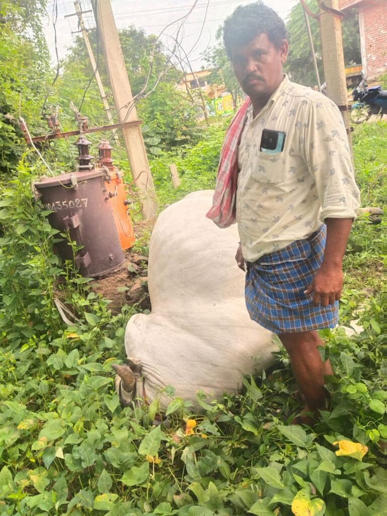 విద్యుత్ షాక్‌తో రైతు ఎద్దు మృతి
