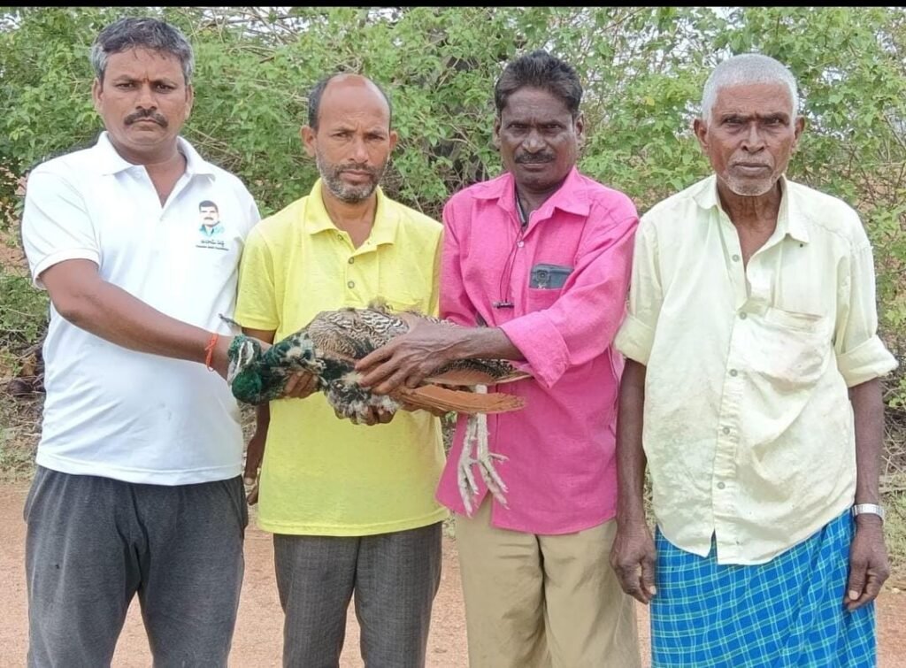 మంచాలో రక్షించిన నెమలికి వెటర్నరీ హాస్పిటల్లో చికిత్స