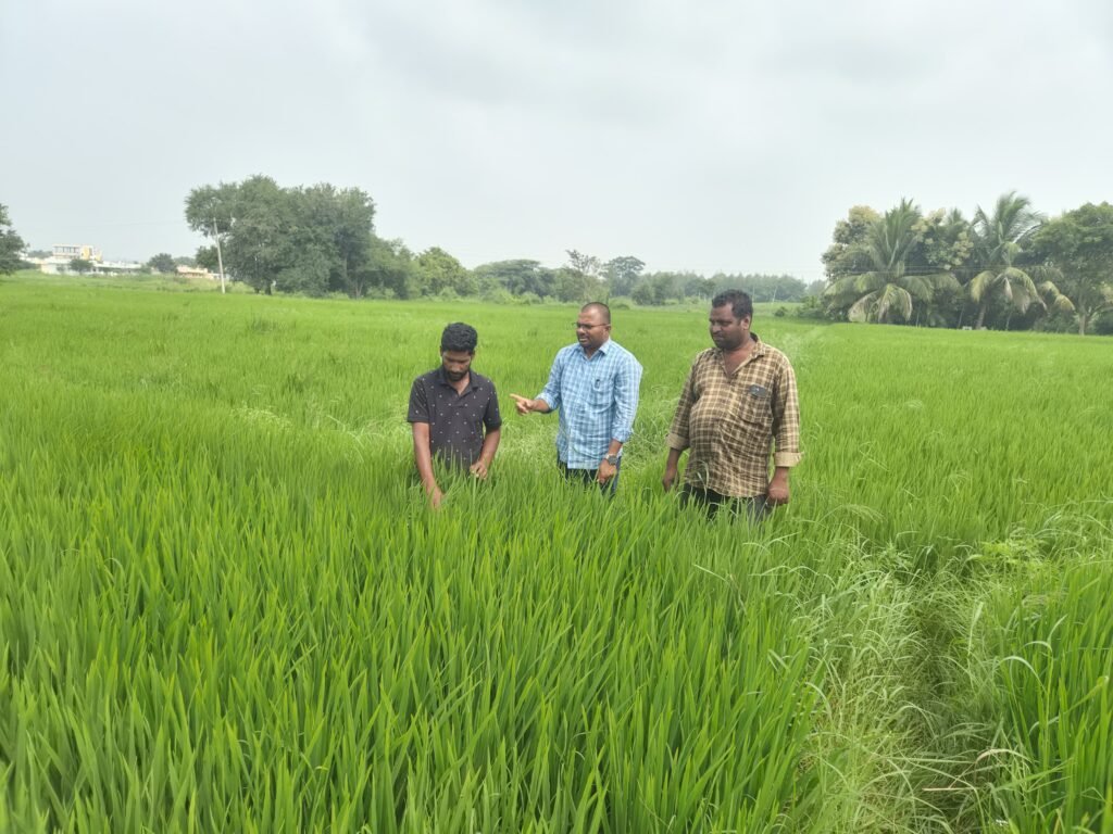 రైతుల వరి పొలాల సందర్శన – క్షేత్రస్థాయి అవగాహన వ్యవసాయ అధికారి విజయ్ చంద్ర