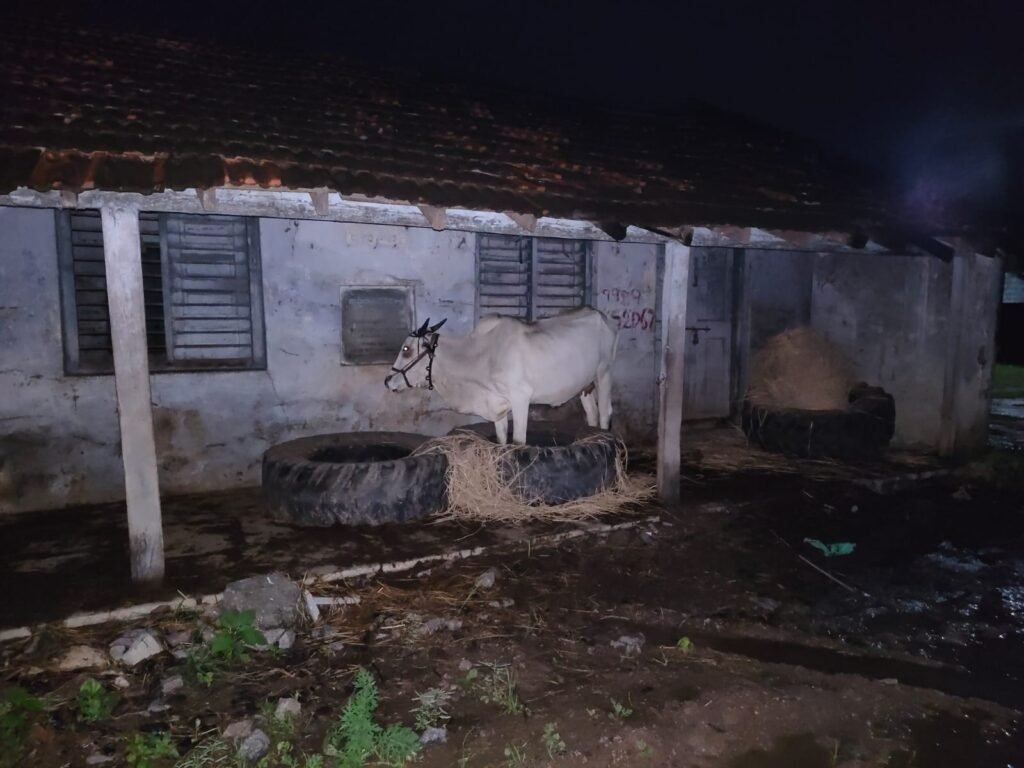 కోరపల్లిలో పశువులకు అడ్డాగా పశు వైద్యశాల