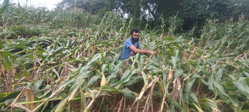 ఓ వైపు కోతులు విధ్వంసం మరో వైపు గాలి వాన నేలకొరిగిన మొక్కజొన్న