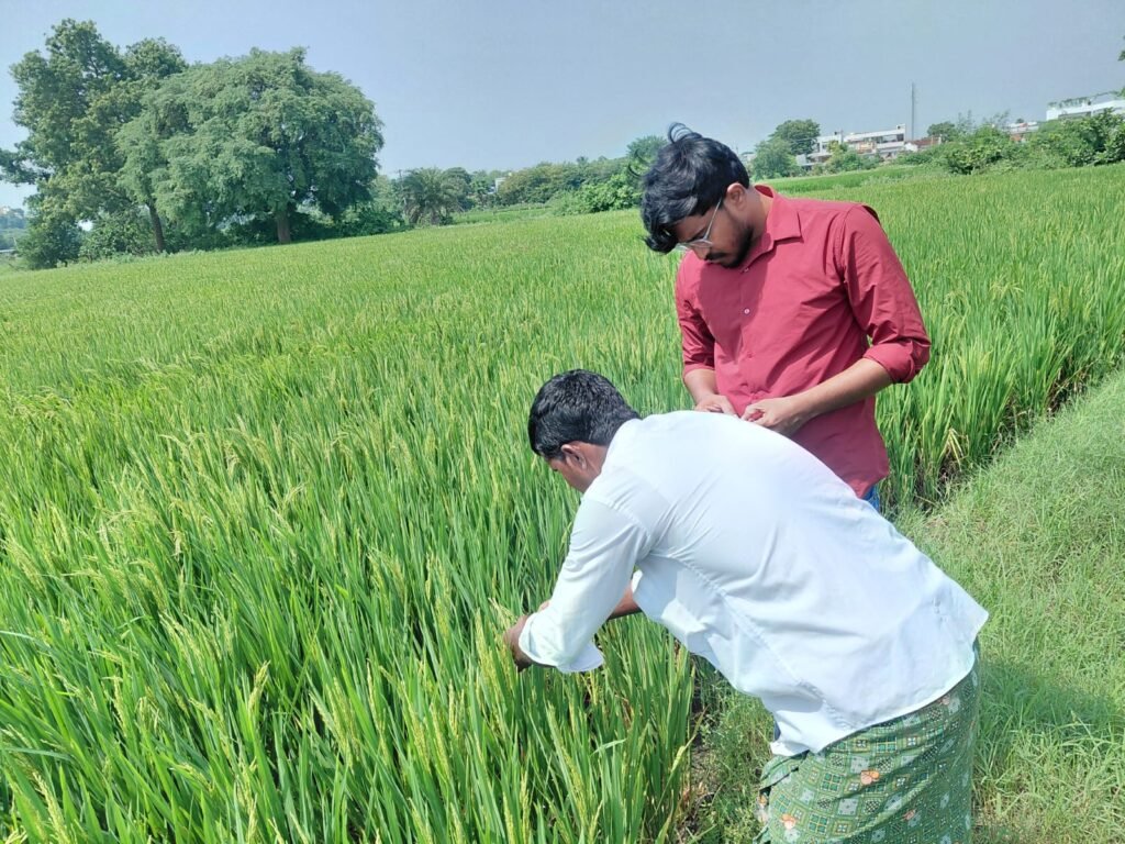 వరి పంటలో కంకి నల్లి, సుడి దోమ నివారణకు చర్య
