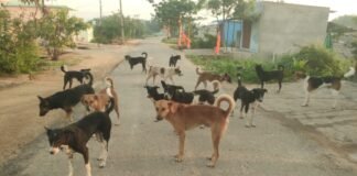 మద్దూరులో విదికుక్కల స్వైర విహారం…భయాందోళనలో చిన్నారులు..వృద్ధులు