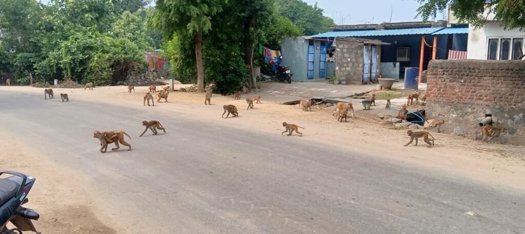 గ్రామంలో కోతుల బెడద
