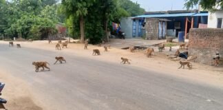 గ్రామంలో కోతుల బెడద