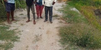 వరి కోతల్లో భారీ కొండచిలువ కలకలం